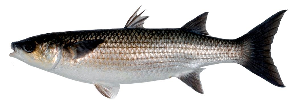 Chelon labrosus_03.jpg